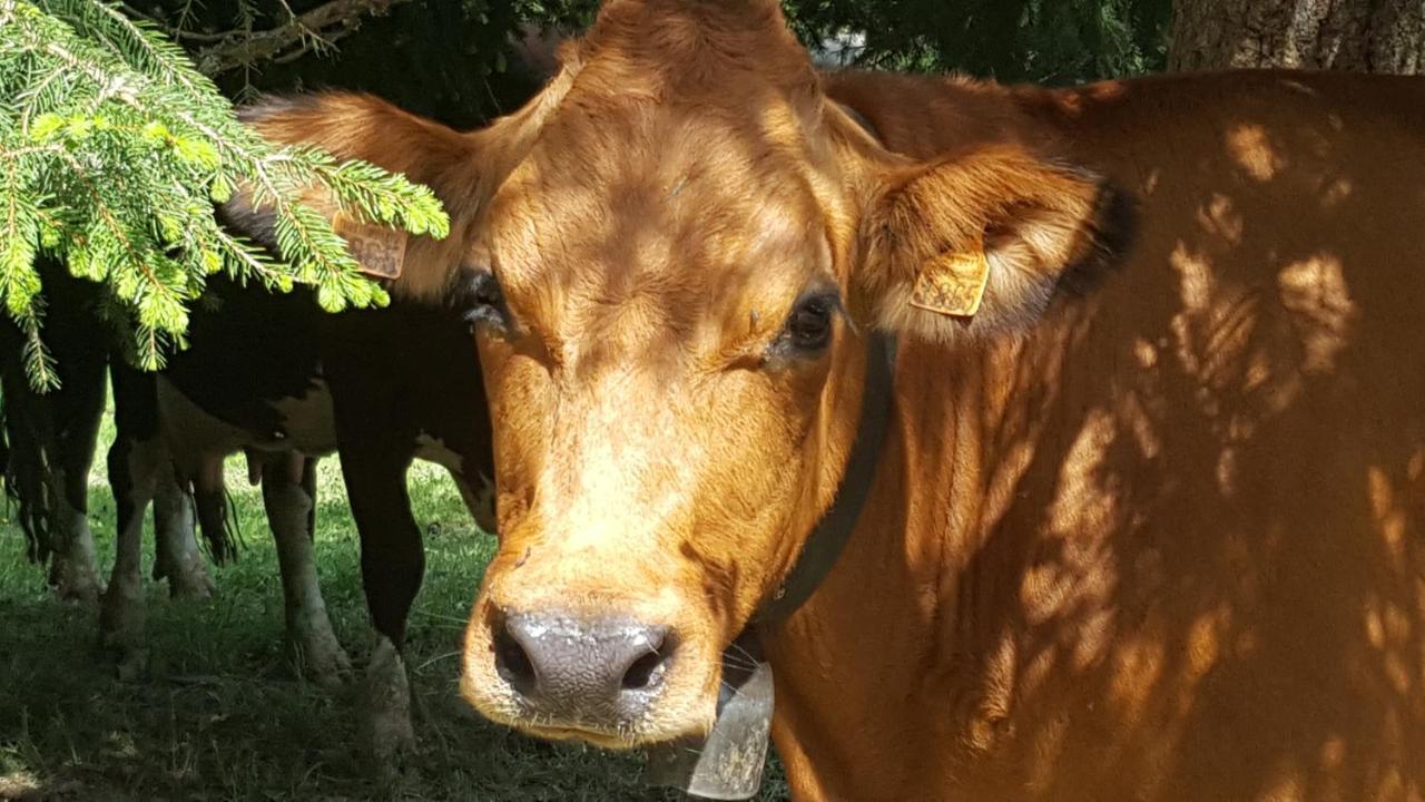Nid Douillet A La Louvee Lägenhet Combloux Exteriör bild